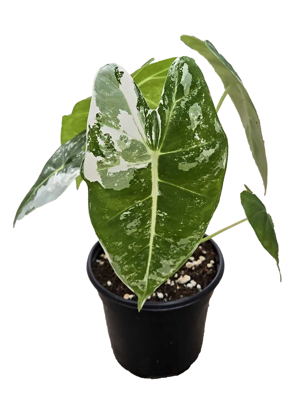 Alocasia Frydek Variegated