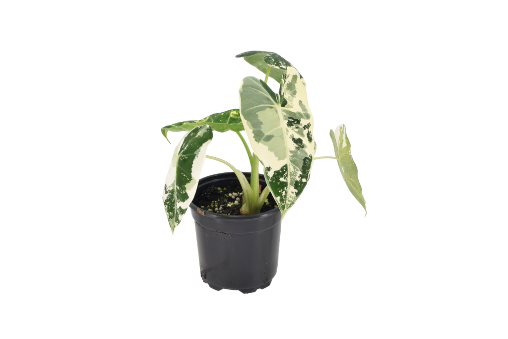 Alocasia Frydek Variegated
