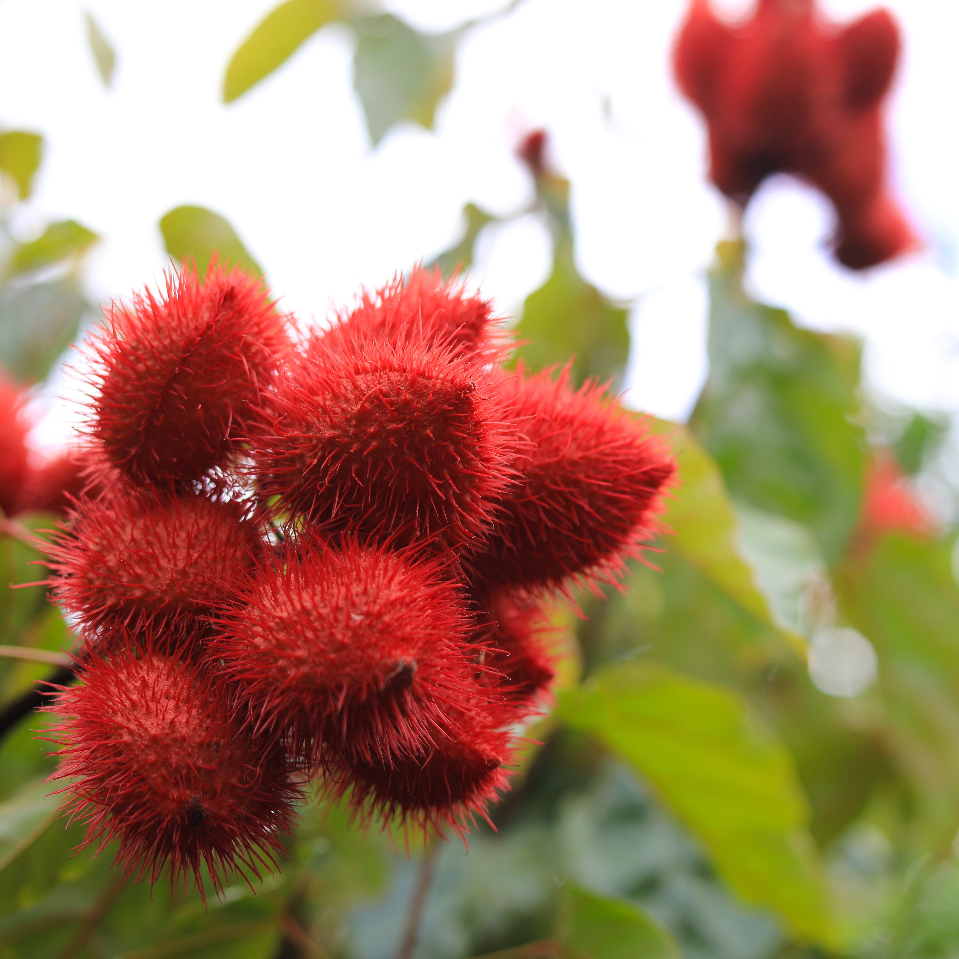 Annatto Salve