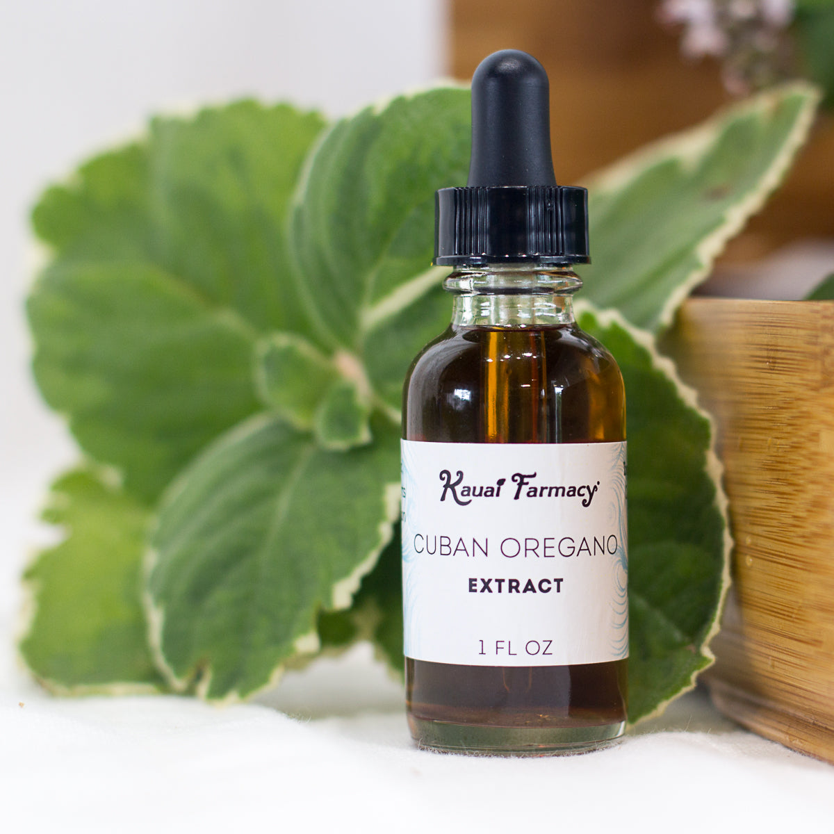 Cuban Oregano Tincture