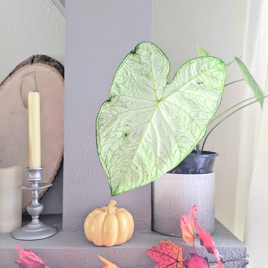 Caladium Mix Bulbs