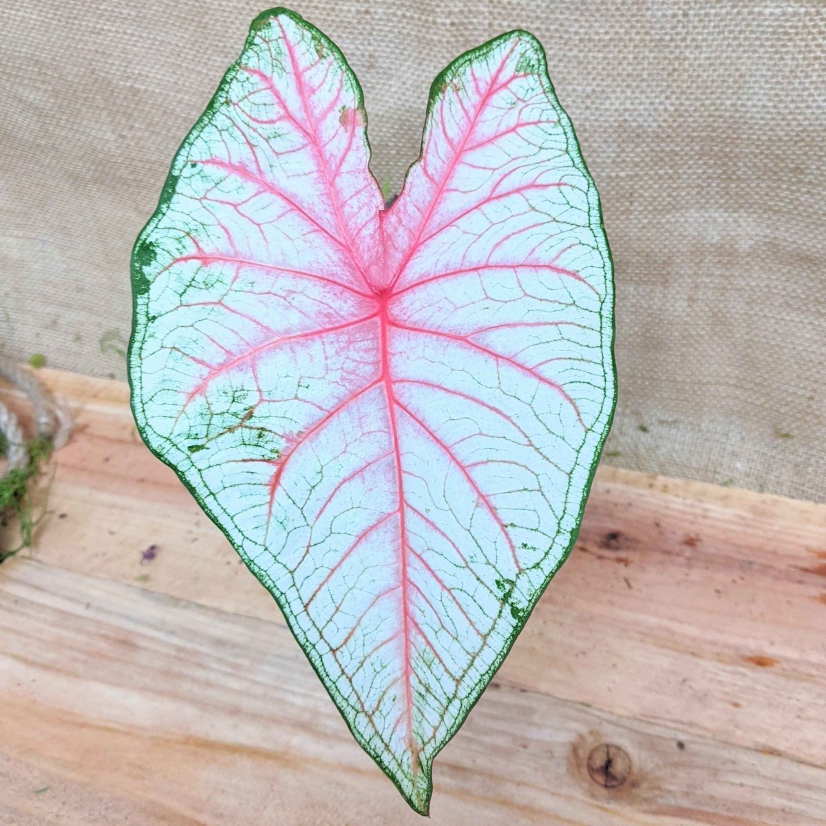 Caladium Mix Bulbs