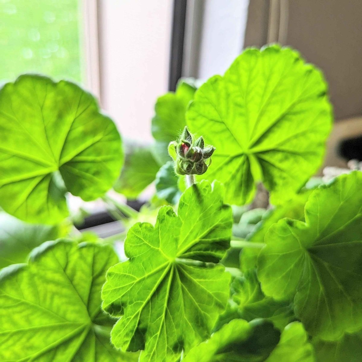 Geranium Seeds