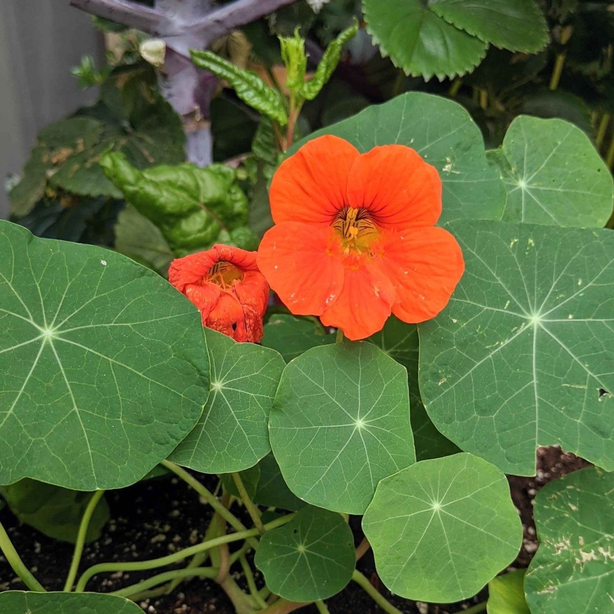 Nasturtium Seeds
