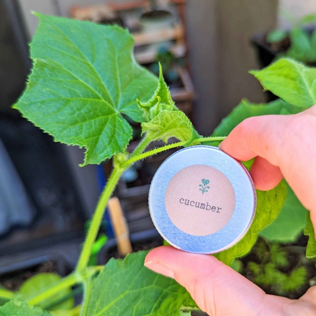 Organic Cucumber Seeds