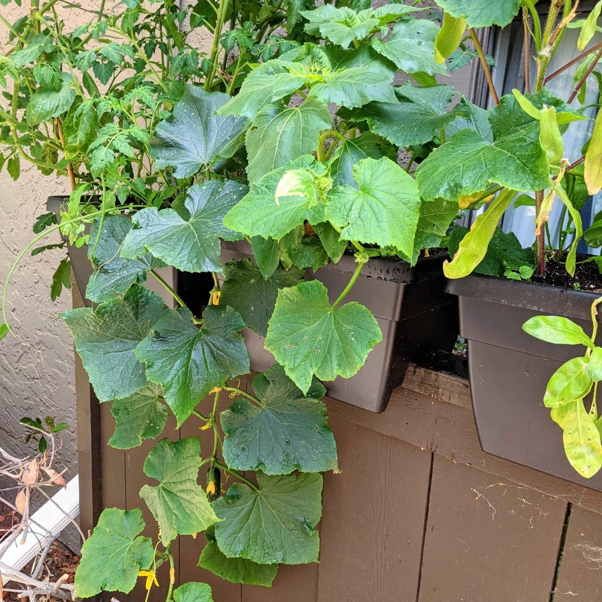 Organic Cucumber Seeds