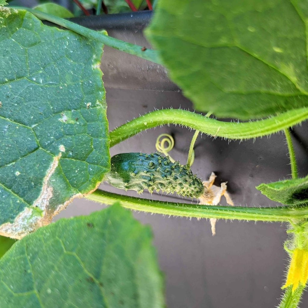 Organic Cucumber Seeds