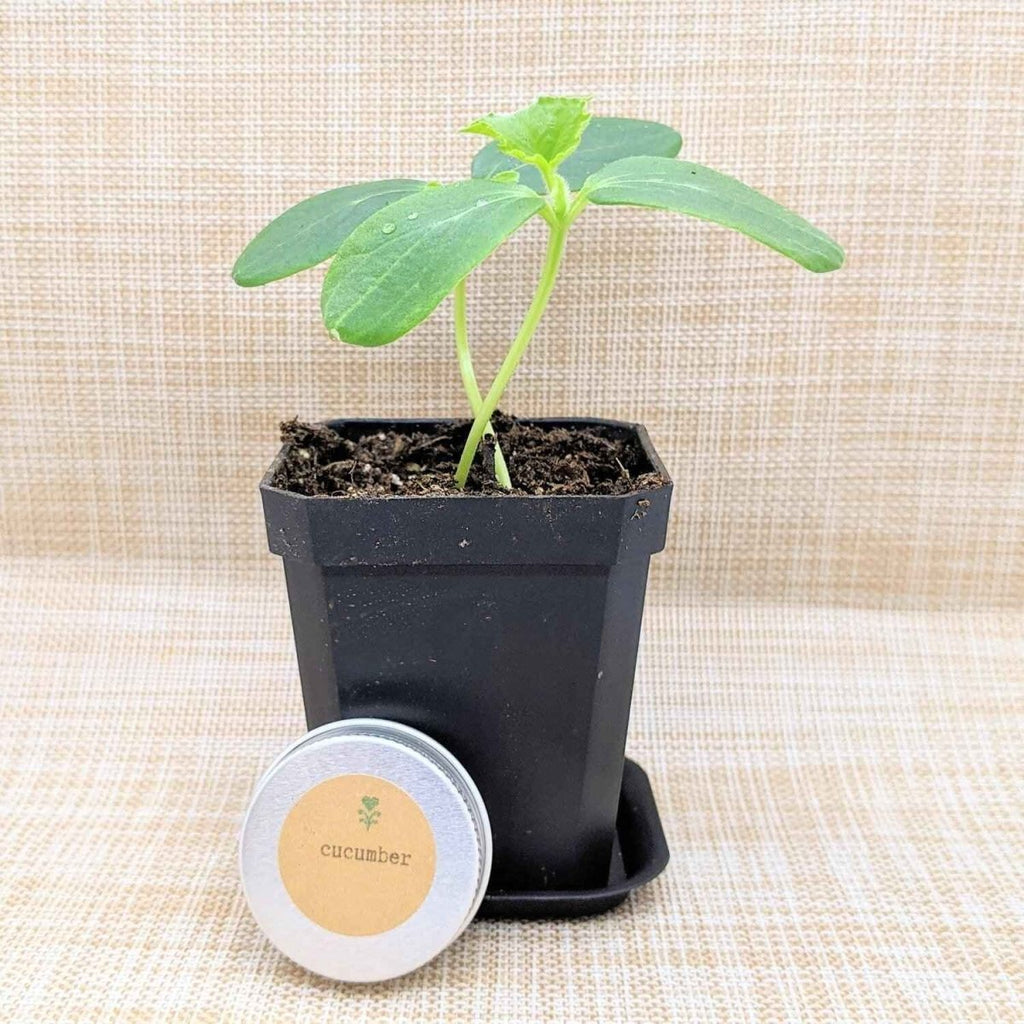 Organic Cucumber Seeds