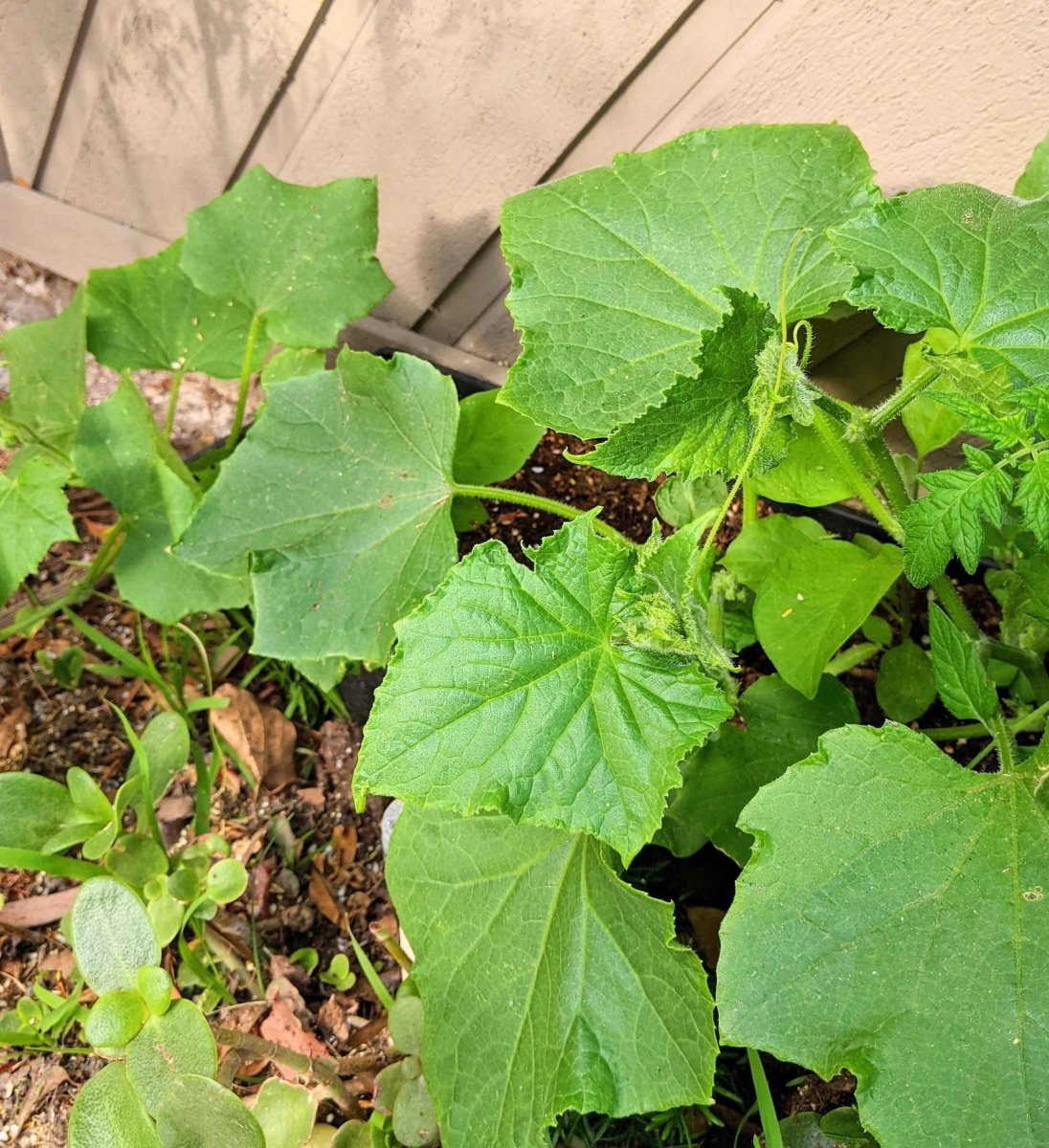 Organic Cucumber Seeds