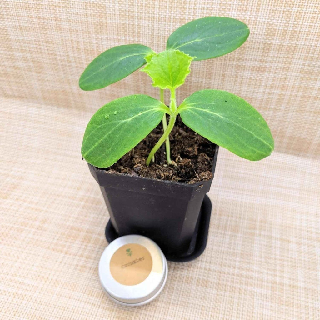 Organic Cucumber Seeds