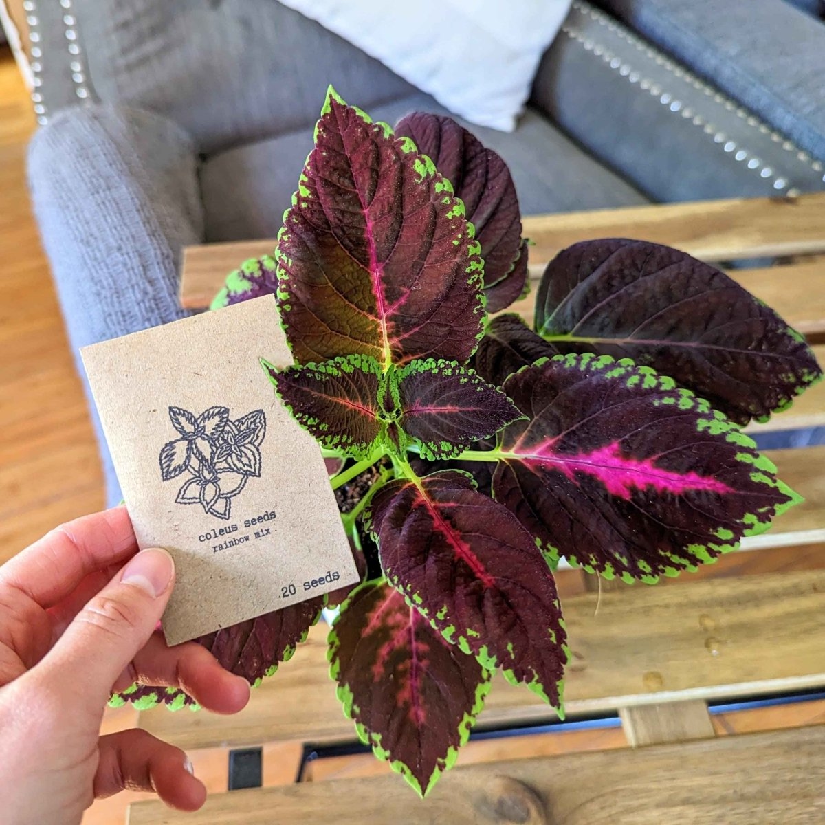 Rainbow Coleus Seeds